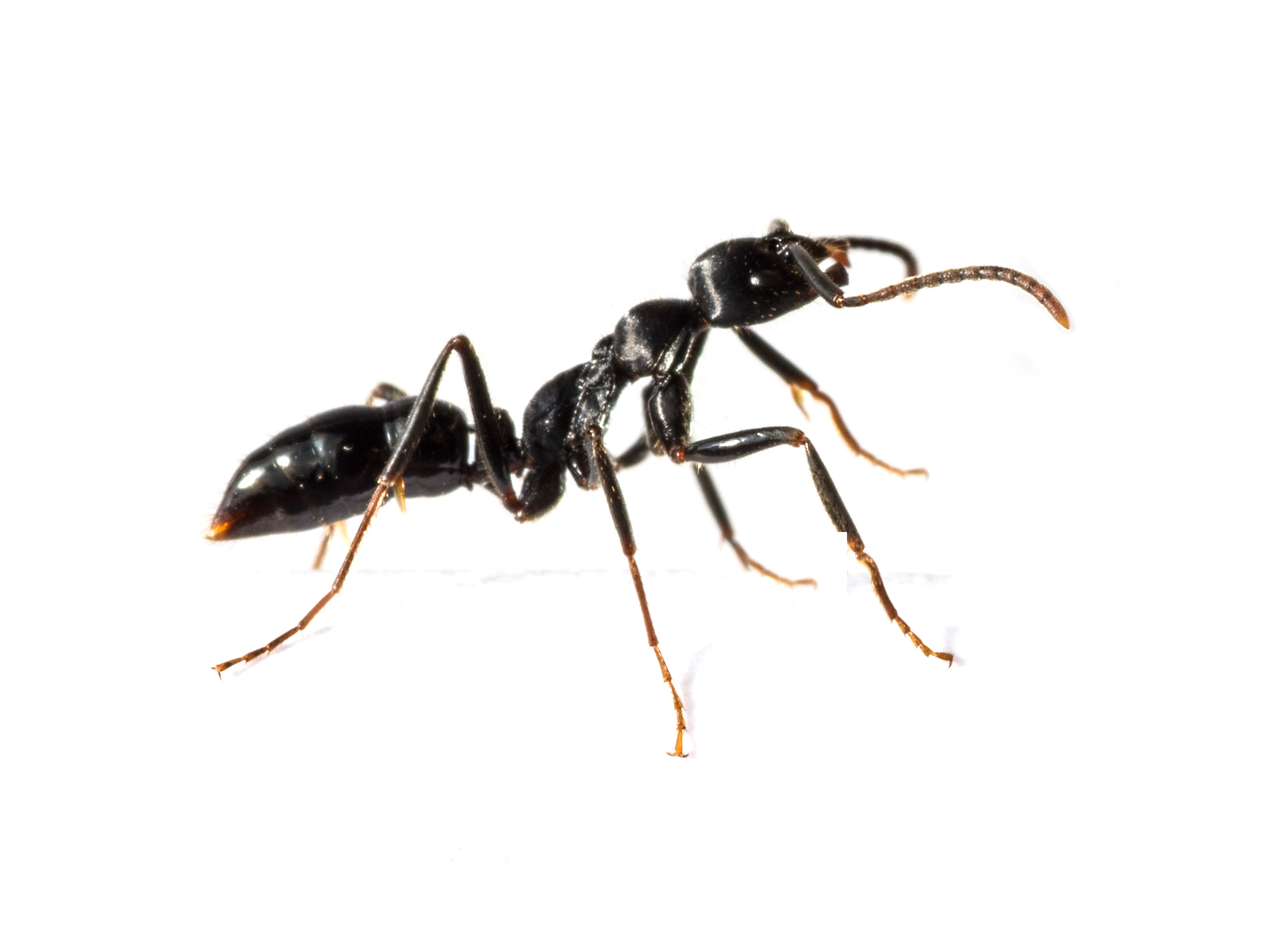 close-up-black-ant