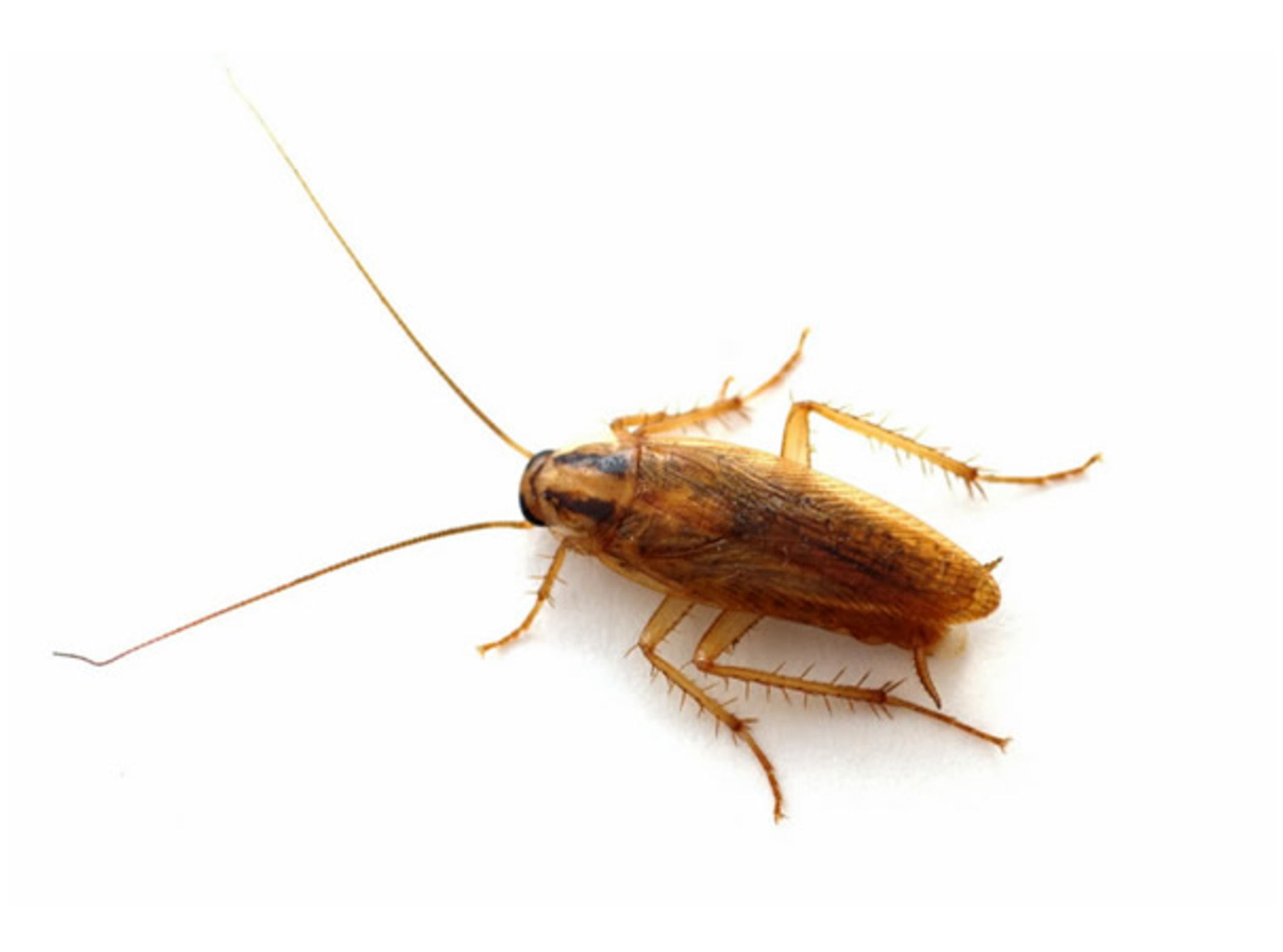 german-cockroach-NW-pest-ID (1)