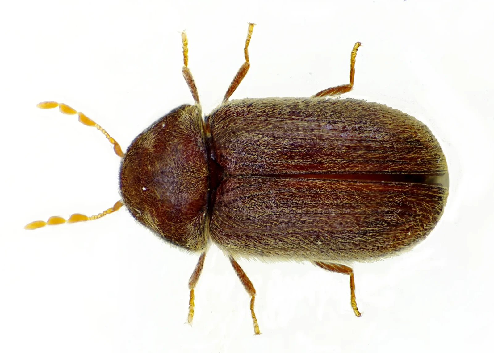 stegobium-paniceum-bl stegobium-paniceum-bl
